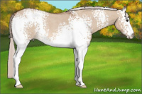 Horse Color:White Spotted Silver Bay Roan Dun 