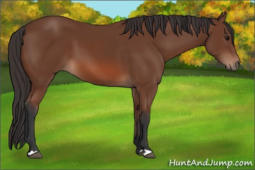 Horse Color: Unknown 