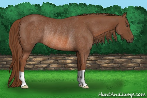 Horse Color: Liver Chestnut Rabicano 