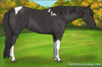 Horse Color:Smoky Black Tobiano 