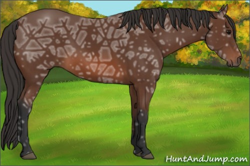 Horse Color: Bay Ice 