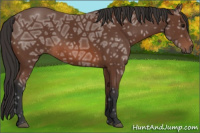 Horse Color:Bay Ice