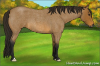 Horse Color:Gray Buckskin Roan 