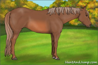 Horse Color:Liver Chestnut 