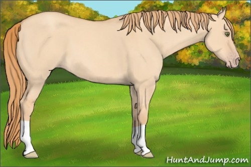Horse Color: Gold Champagne Dun 
