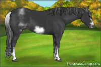 Horse Color:White Spotted Black Splash Frame 