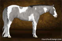 Horse Color:Grullo Roan Splash Tobiano