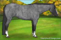 Horse Color:White Spotted Brown Roan Rabicano