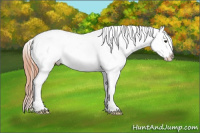 Horse Color:Classic Champagne Splash Appaloosa 
