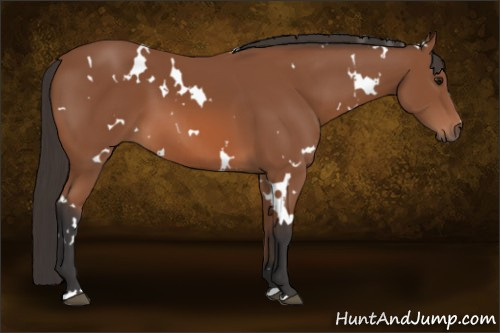 Horse Color: White Spotted Bay 