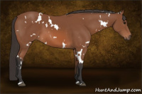 Horse Color:White Spotted Bay 