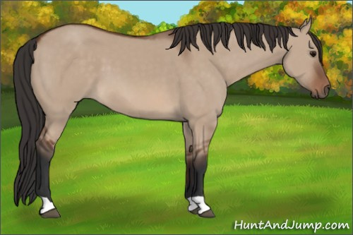 Horse Color: Bay Dun 