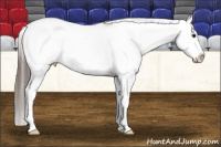 Horse Color:White Spotted Brown Appaloosa Rabicano 