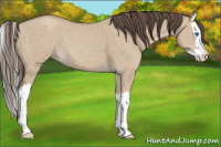 Horse Color:Classic Champagne Dun Splash 