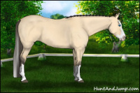 Horse Color:Buckskin Dun Splash 