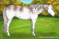 Horse Color:White Spotted Silver Bay Dun 