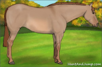 Horse Color:Liver Red Dun 