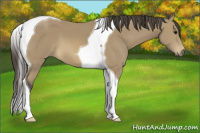 Horse Color:Buckskin Tobiano