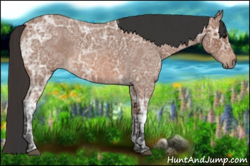 Horse Color: Bay Ice Roan 