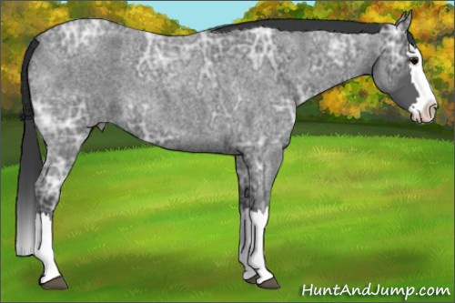 Horse Color: Blue Ice Roan Splash 