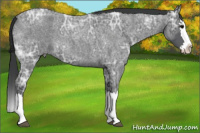Horse Color:Blue Ice Roan Splash 