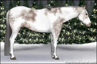 Horse Color:White Spotted Bay Ice Splash Tobiano Frame 