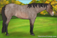 Horse Color:Bay Roan Splash 