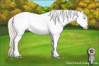 Horse Color:Perlino Appaloosa