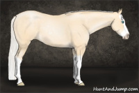 Horse Color:Silver Buckskin Pearl Sabino Splash 