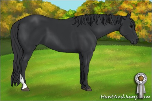 Horse Color: Black Sabino Tobiano 