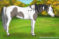 Horse Color:Grullo Splash Tobiano 