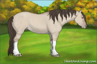 Horse Color:Classic Champagne Dun 
