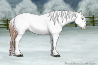 Horse Color:Black Splash Tobiano Appaloosa