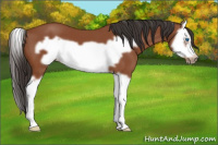 Horse Color:Bay Splash Frame 