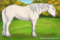 Horse Color:Cremello 