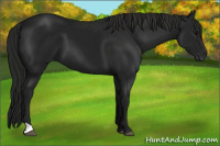 Horse Color:Gray Black 