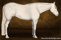 Horse Color:Perlino