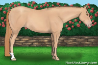Horse Color:Gold Champagne 