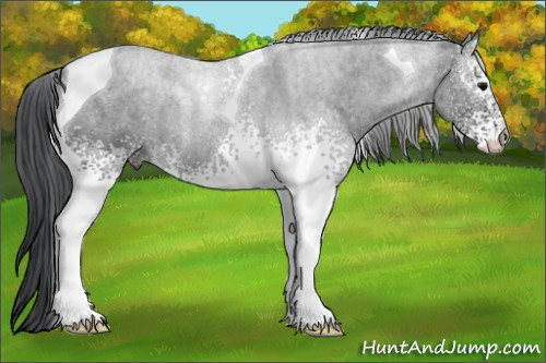 Horse Color: White Spotted Brown Tobiano 