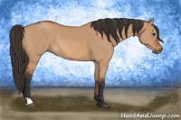 Horse Color:Bay Dun 