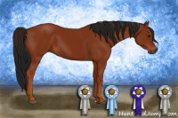 Horse Color:Gray Bay 