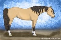 Horse Color:Buckskin 