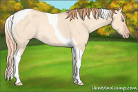 Horse Color:Gold Champagne Roan Dun Tobiano Rabicano 