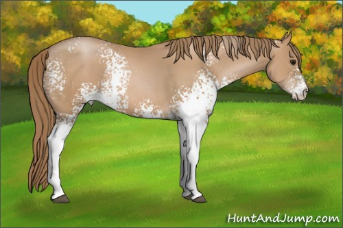 Horse Color: White Spotted Black Pearl 