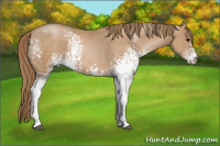 Horse Color:White Spotted Black Pearl