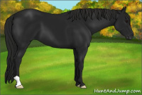 Horse Color:Gray Black 