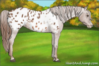 Horse Color:Chestnut Splash Appaloosa 