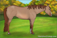 Horse Color:Liver Red Dun Sabino 