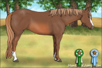 Horse Color:Liver Chestnut Sabino 