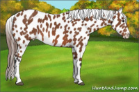 Horse Color:White Spotted Bay Appaloosa Rabicano 